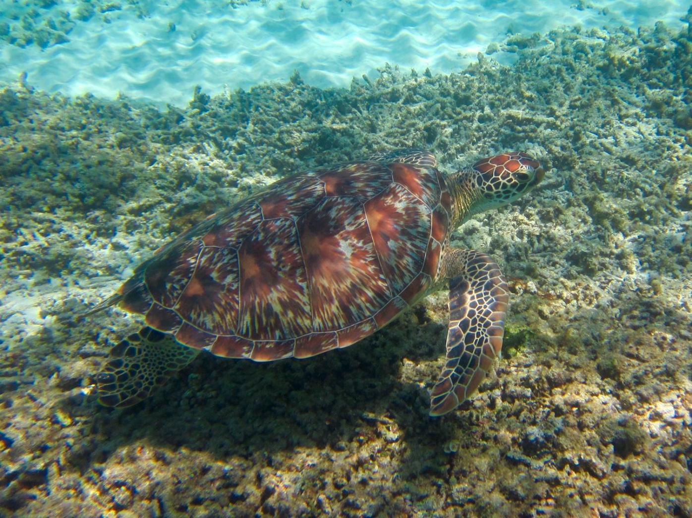 Pantai Karang Ξενοδοχείο Τζίλι Τραγουανγκάν Εξωτερικό φωτογραφία