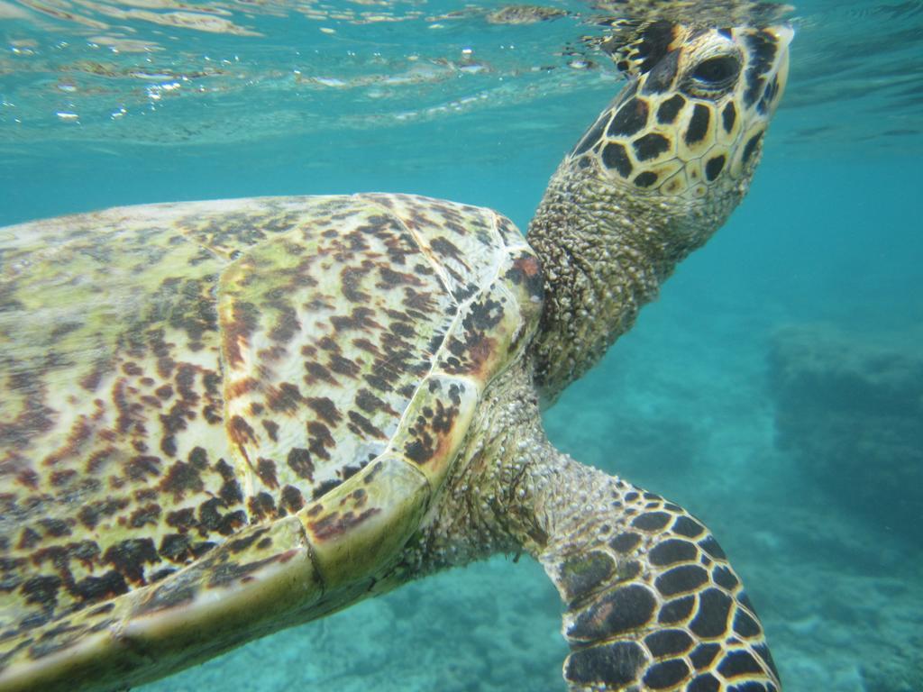 Pantai Karang Ξενοδοχείο Τζίλι Τραγουανγκάν Εξωτερικό φωτογραφία